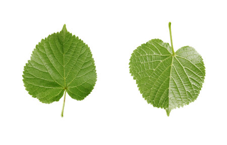 linden leaf isolated on white