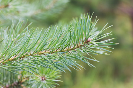 pine branch
