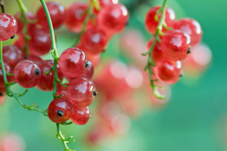 red currant on a branch in the summer garden with beautiful bokeh