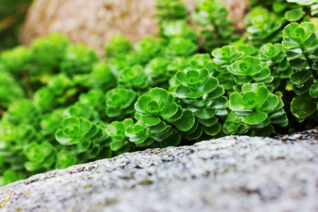 succulent plant growing among rocksの写真素材