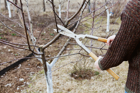 farmer cuts with pruning shears fruit trees in a spring gardenの写真素材