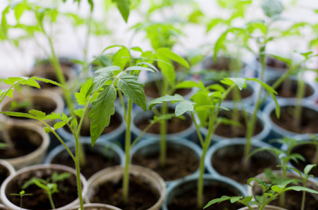 young green sprout of tomato in the soil, spring bed of new crops, selective focusの写真素材