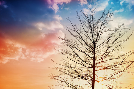 black silhouette of a tree against a beautiful sunset, lovely landscape of natureの写真素材