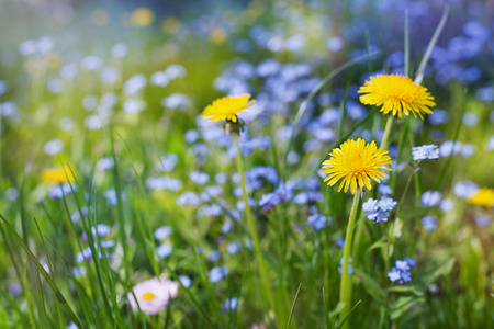 beautiful summer meadow with flowers dandelions and forget-me-nots, lovely landscape of nature, natural backgroundの写真素材