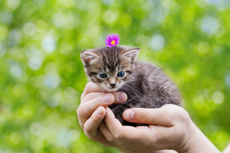 cute little kitten sitting in male hands against beautiful bokeh background, people pets conceptの写真素材
