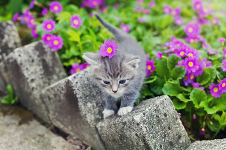 cute little kitten playing on the flower meadowの写真素材