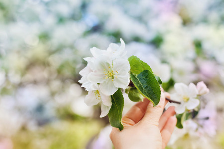 woman hand holding an apple blossom branch with white flowers against beautiful bokeh background, selective focusの写真素材