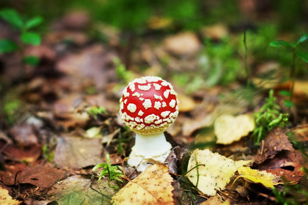 fly-agaric in autumn forestの写真素材