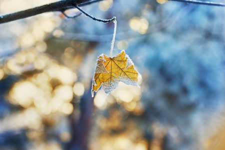 maple leaf on a branch covered with hoarfrost, frost or rime in winter day against sunset backgroundの写真素材
