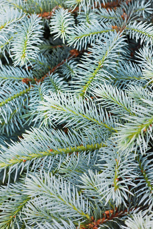 Fir tree background, can be used as christmas backdropの写真素材