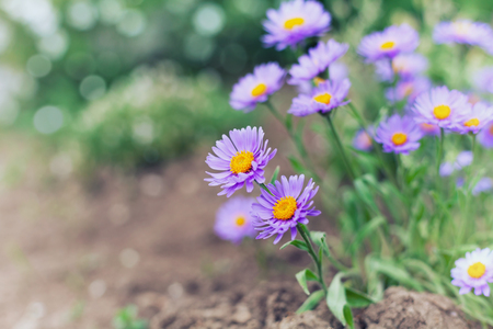 Little flowers of asters on the lawn, nature background with bokeh, vintage toned, shallow dofの写真素材