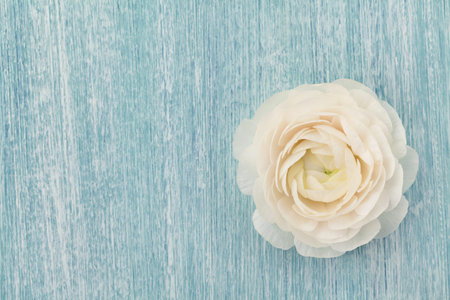 Beautiful ranunculus on blue shabby background, spring flower, vintage card, copy space for text,...
