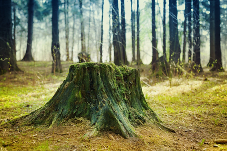 Old tree stump covered with moss in the coniferous forest, beautiful landscapeの写真素材