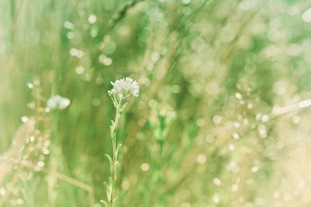 Beautiful floral meadow with grass and  blooming white flowers, summer or spring landscape, pastel color, vintage filter, nature scenery, selective focusの写真素材