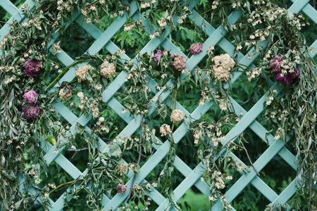 Dried flowers on decorative lattice in the garden, vintage styleの写真素材