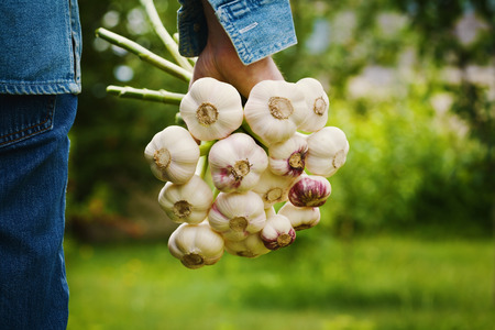 Farmer holding a bunch of garlic in the garden. Organic vegetables. Farming.の写真素材