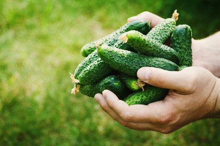 Farmer holding in hands the harvest of green cucumbers in the garden. Natural and organic vegetables. Farming.の写真素材