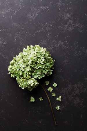 Dried flowers hydrangea on black vintage table from above. Flat lay styling.