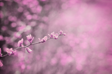 Fantasy toned nature background in vintage pink color.の写真素材