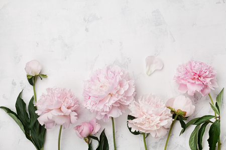 Beautiful pink peony flowers on white stone table with copy space for your text top view and flat lay style.の写真素材