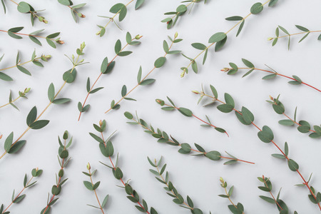 Eucalyptus leaves nature pattern top view. Flat lay style.の写真素材