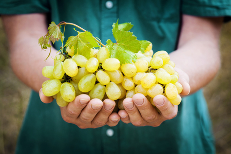 Winemaker holding in hands the harvest of grape. Organic fruits and farming theme.の写真素材