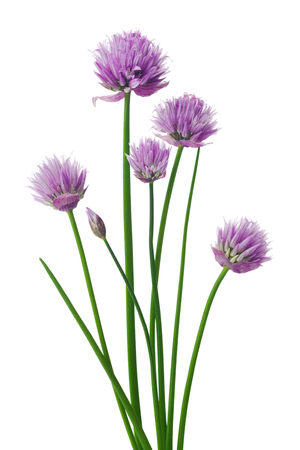 Chives or Allium schoenoprasum isolated on white.の写真素材