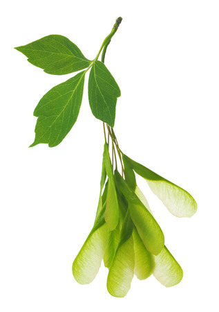 Maple Acer negundo leaves and seeds isolated on white. Also name boxelder maple, manitoba maple, elf maple, ashleaf maple.の写真素材