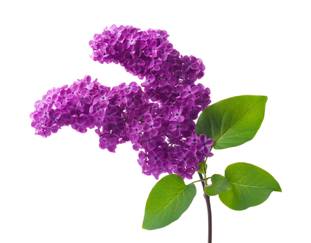 Lilac branch with flowers and leaves isolated on white.の写真素材
