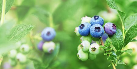 Fresh organic blueberries in raindrops on the bush against green background. Banner format.の写真素材