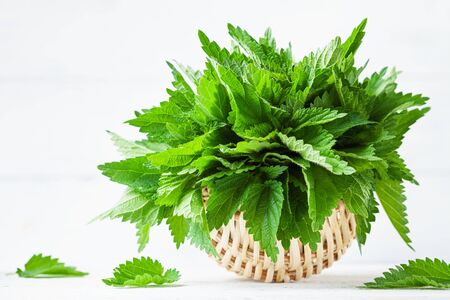 Green nettle leaves in basket on white background, stinging nettles, urtica.の写真素材