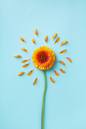 Beautiful yellow gerbera flower with petals on blue. Autumn sunny day concept. Creative idea in flat lay style.の写真素材