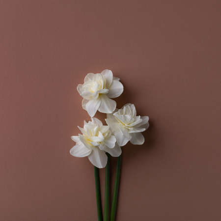 Beautiful floral arrangement of white narcissus flowers with empty paper note for wedding or greeting on peach background. Top view and flat lay style.の写真素材