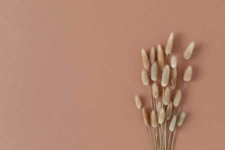 Dry pampas grass on beige background top view. Floral minimal home interior design concept in boho style.の写真素材