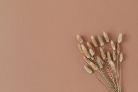 Bouquet of fluffy dried flowers from bunny tails Lagurus grass. Minimal floral composition in boho...