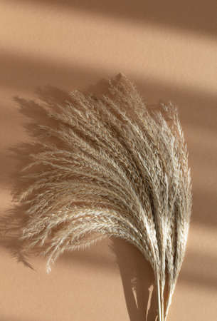 Bouquet of dried flowers pampas grass reeds under summer direct light with strong shadows. Trendy eco home interior decor in boho style, vertical.の写真素材