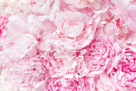 Beautiful floral background from pink peonies for wedding design card. Tender flowers petals in pastel colors.の写真素材