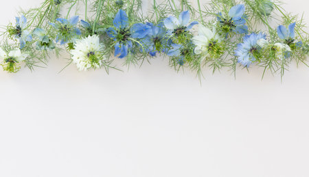 Blue and white nigella flowers on white background. Minimalistic floral composition, top view and flat layの写真素材