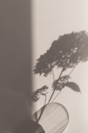 Neutral floral background with hydrangea plants silhouette in vase . Flat lay, top view and aesthetic shadow sunlight for minimal card.の写真素材