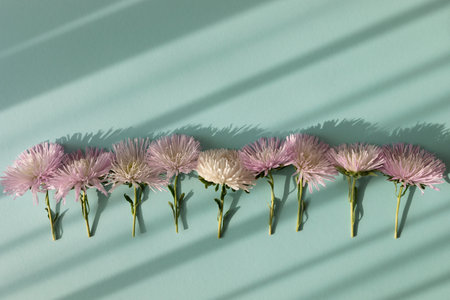 Bouquet of aster flowers with aesthetic sunlight shadows on mint turquoise background top view. Floral minimalist composition in flat lay styleの写真素材