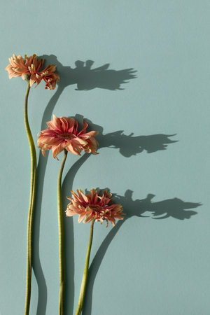 Elegant coral gerbera flowers with aesthetic sunlight shadows on blue turquoise background top view. Floral simplicity compositionの写真素材