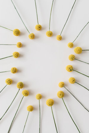 Minimalist floral and botanical background with yellow dried flowers craspedia. Simplicity natural decoration plant. Flat lay style.の写真素材