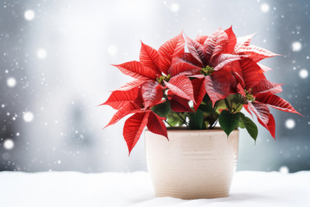 Red poinsettia in pot on snowy background. Christmas flowers.の素材