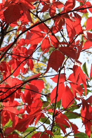 Red leavesの写真素材