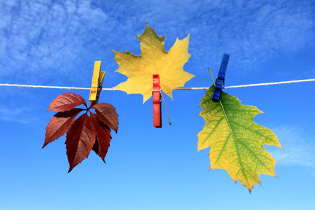 Autumn leaves 