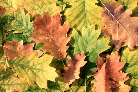 Oak leavesの写真素材