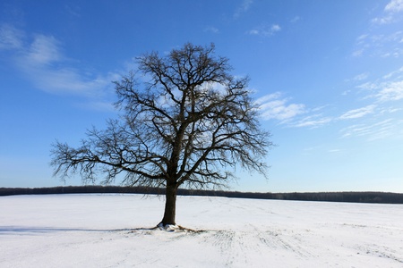 Beautiful tree in the winterの写真素材