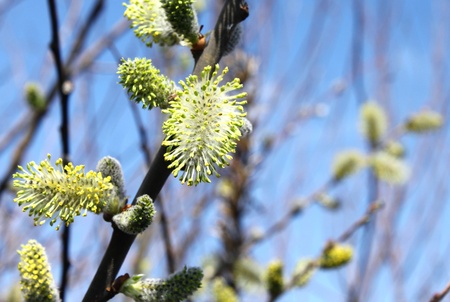 Beautiful spring willow branches against the blue skyの写真素材