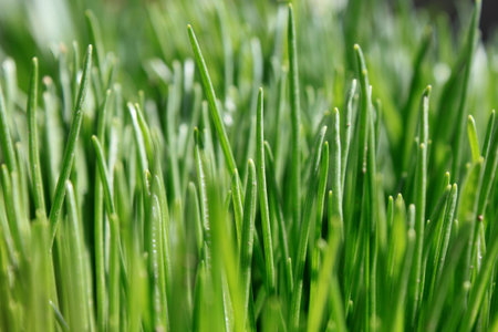 Green grass