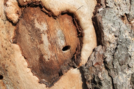 Abstract heart on a treeの写真素材